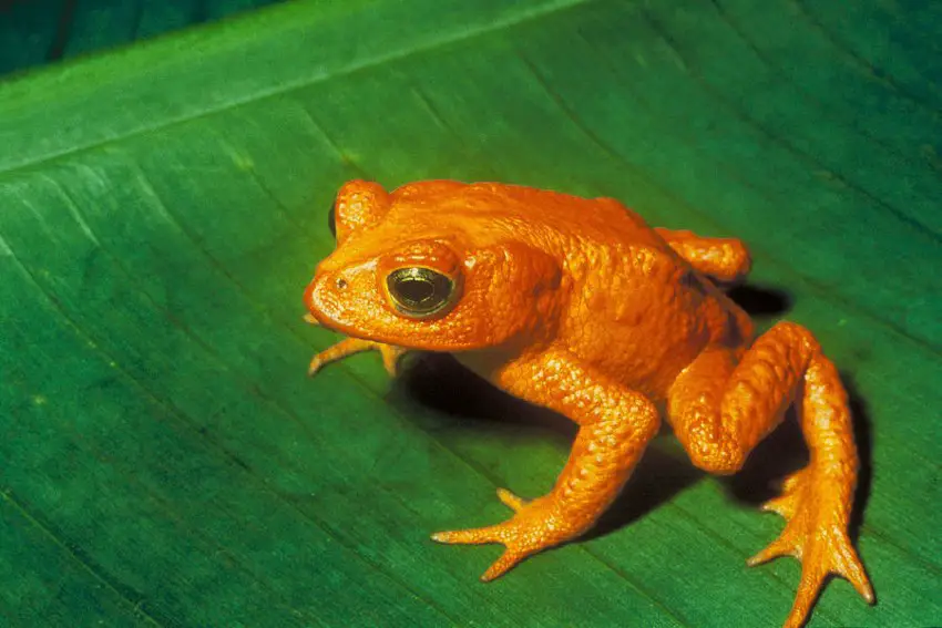 Golden Toad - Broasca Aurie 