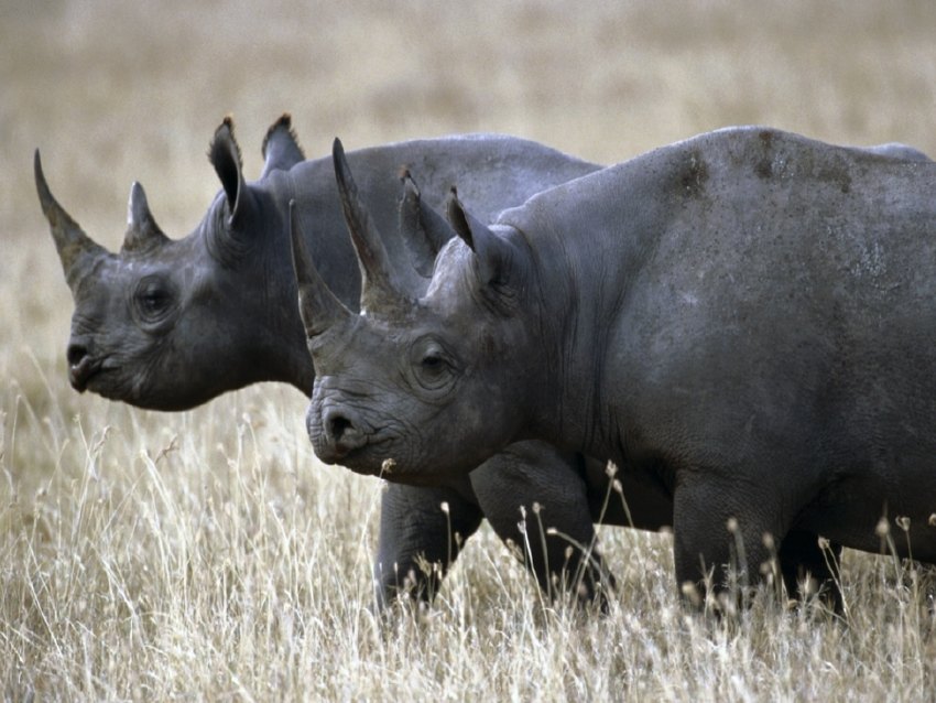 Rinocerul Negru