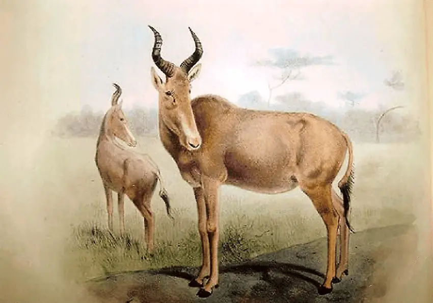 Bubal Hartebeest