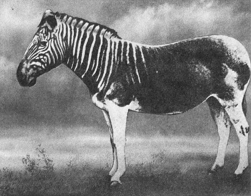 Zebra Quagga