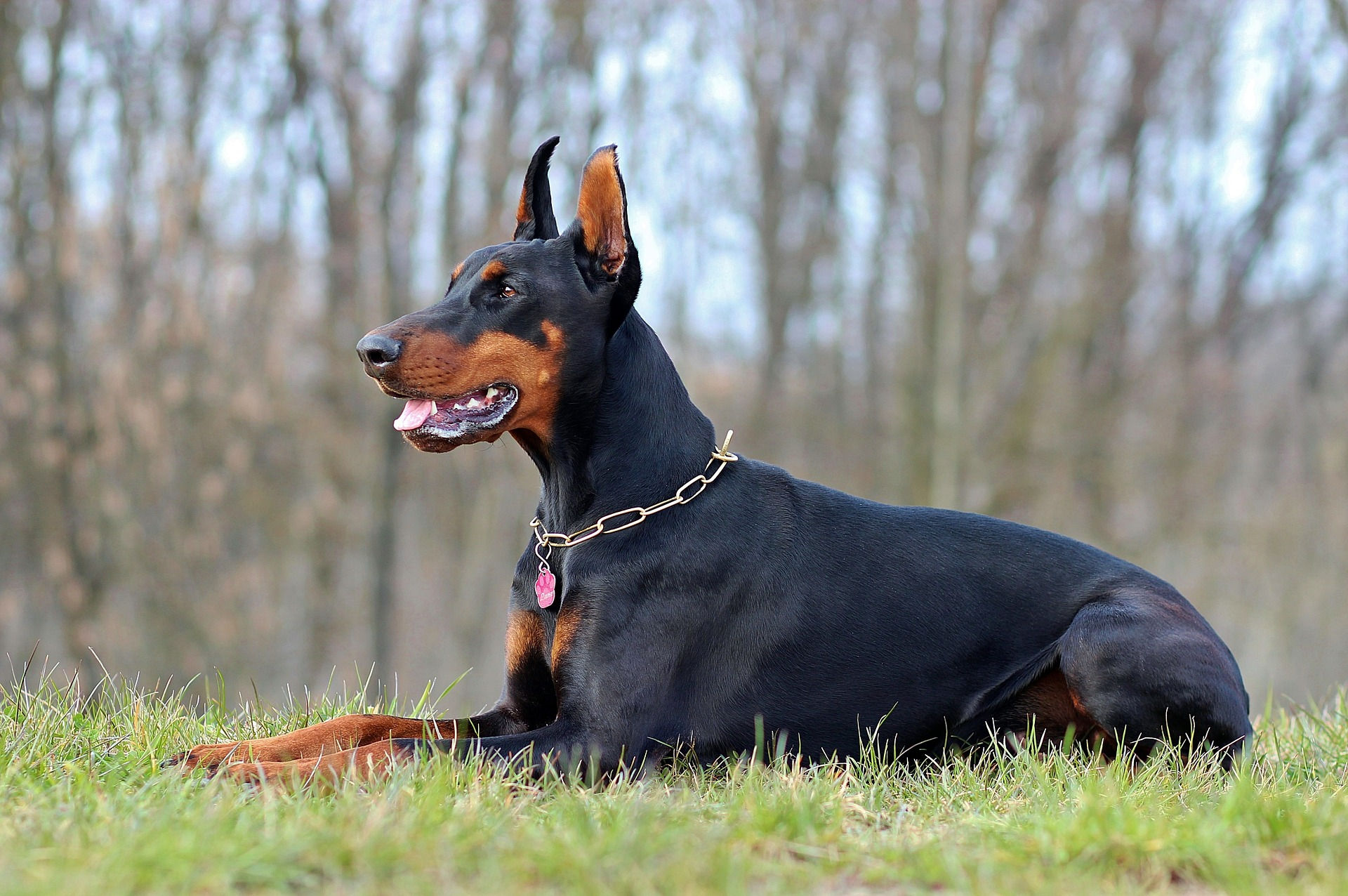 doberman