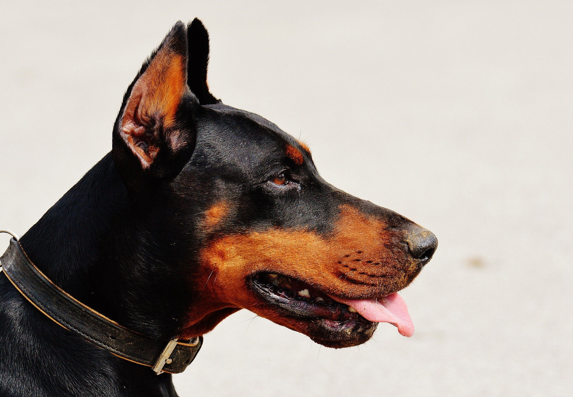 doberman2