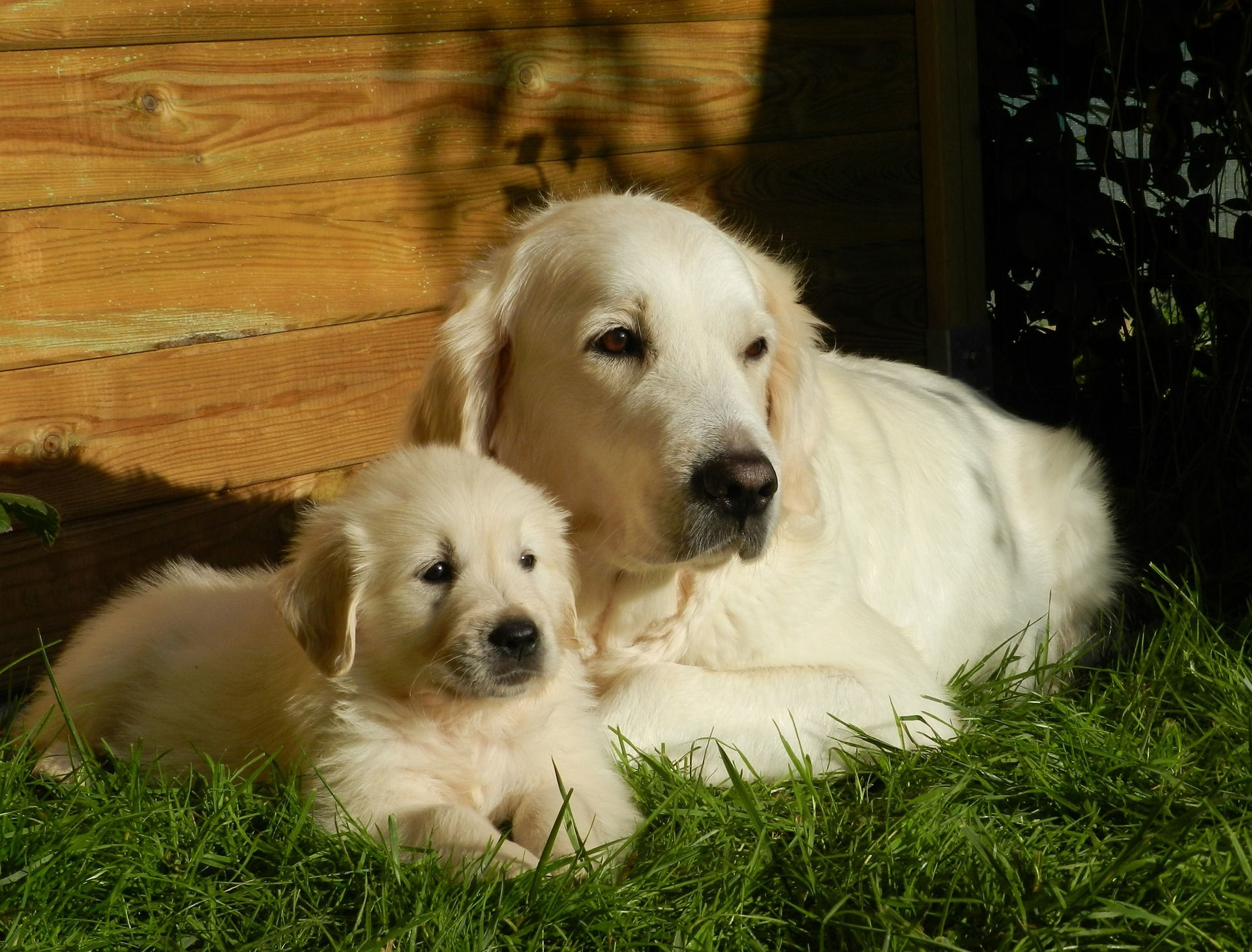 golden retriever2