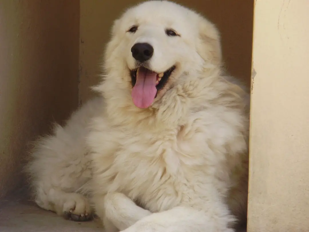 kuvasz3