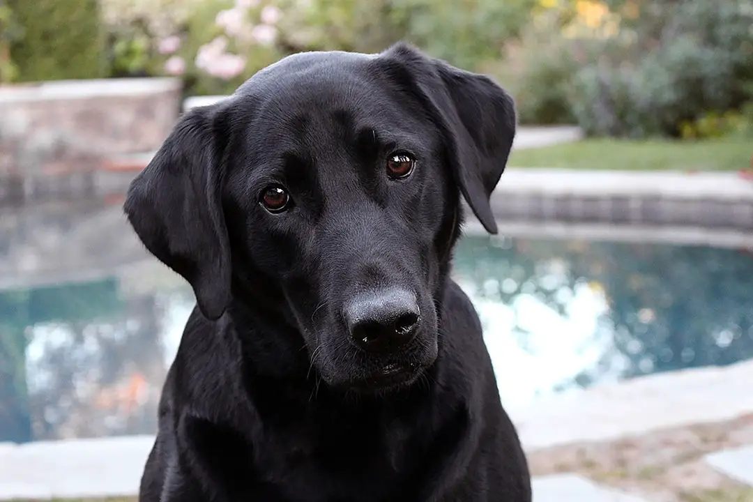 labrador retriever3