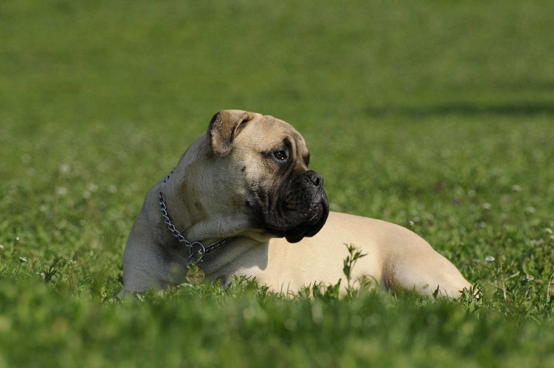 rasa caine bullmastiff