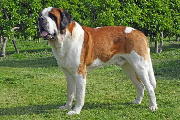 rasa de caini Saint Bernard urias