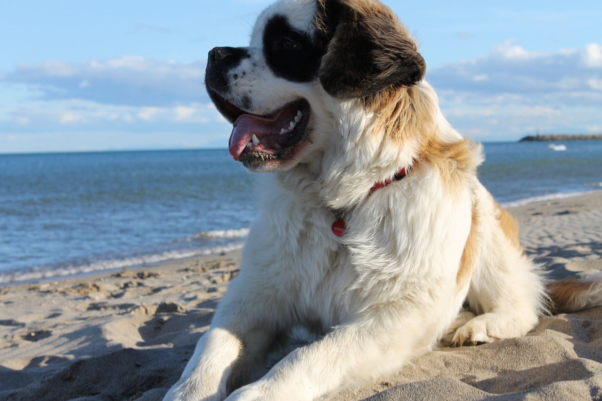 saint bernard2