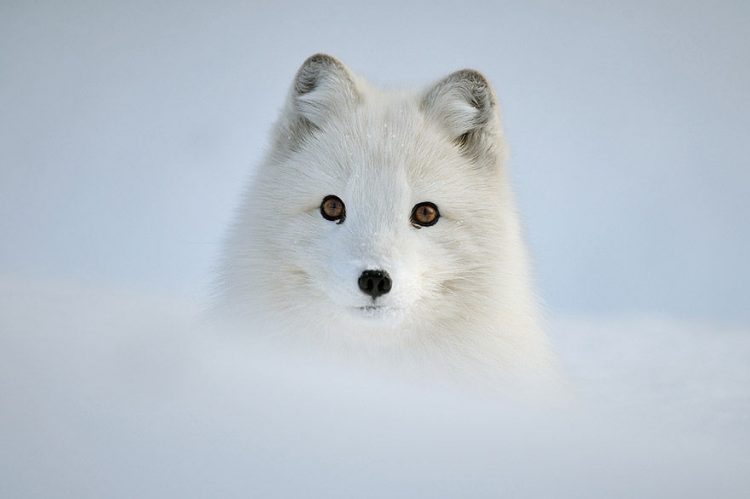 Fotografii Magice Cu Animale In Zăpadă