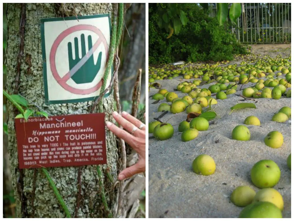 Manchineel copac toxic