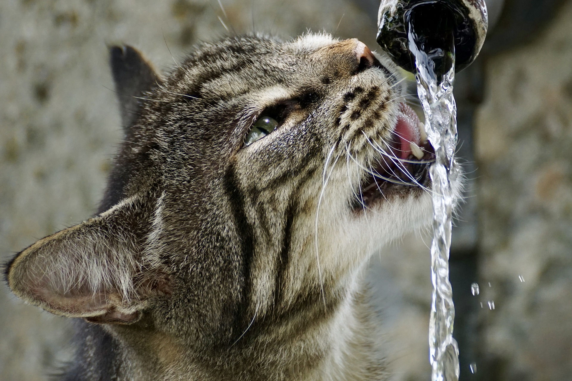 pisica care bea apa