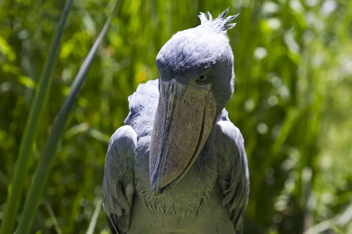 pasarea shoebill