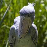 pasarea shoebill