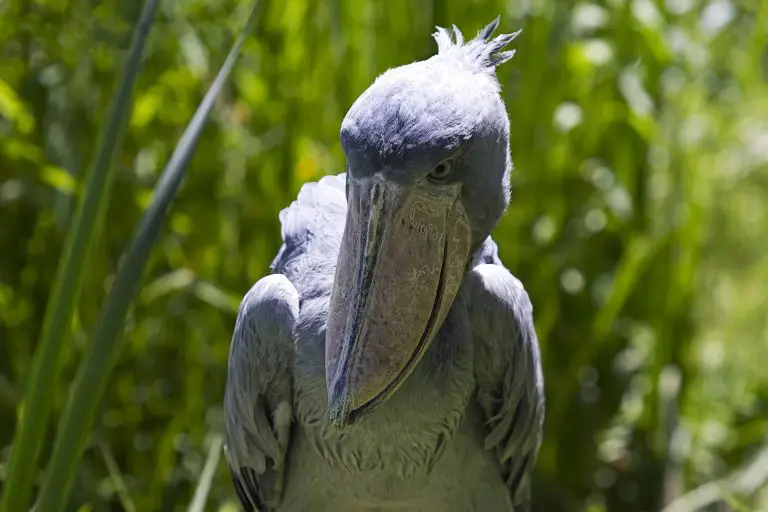 pasarea shoebill
