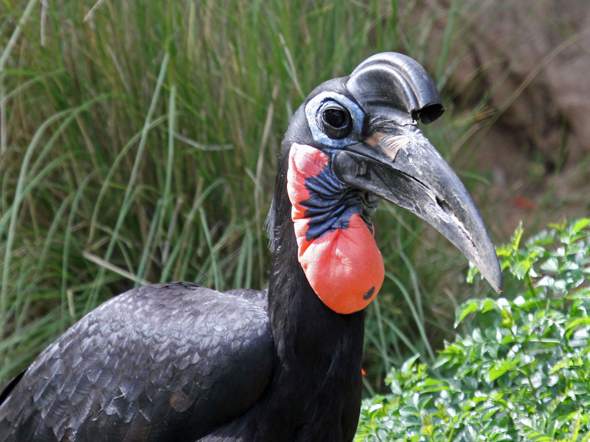 Abyssinian Ground Hornbill