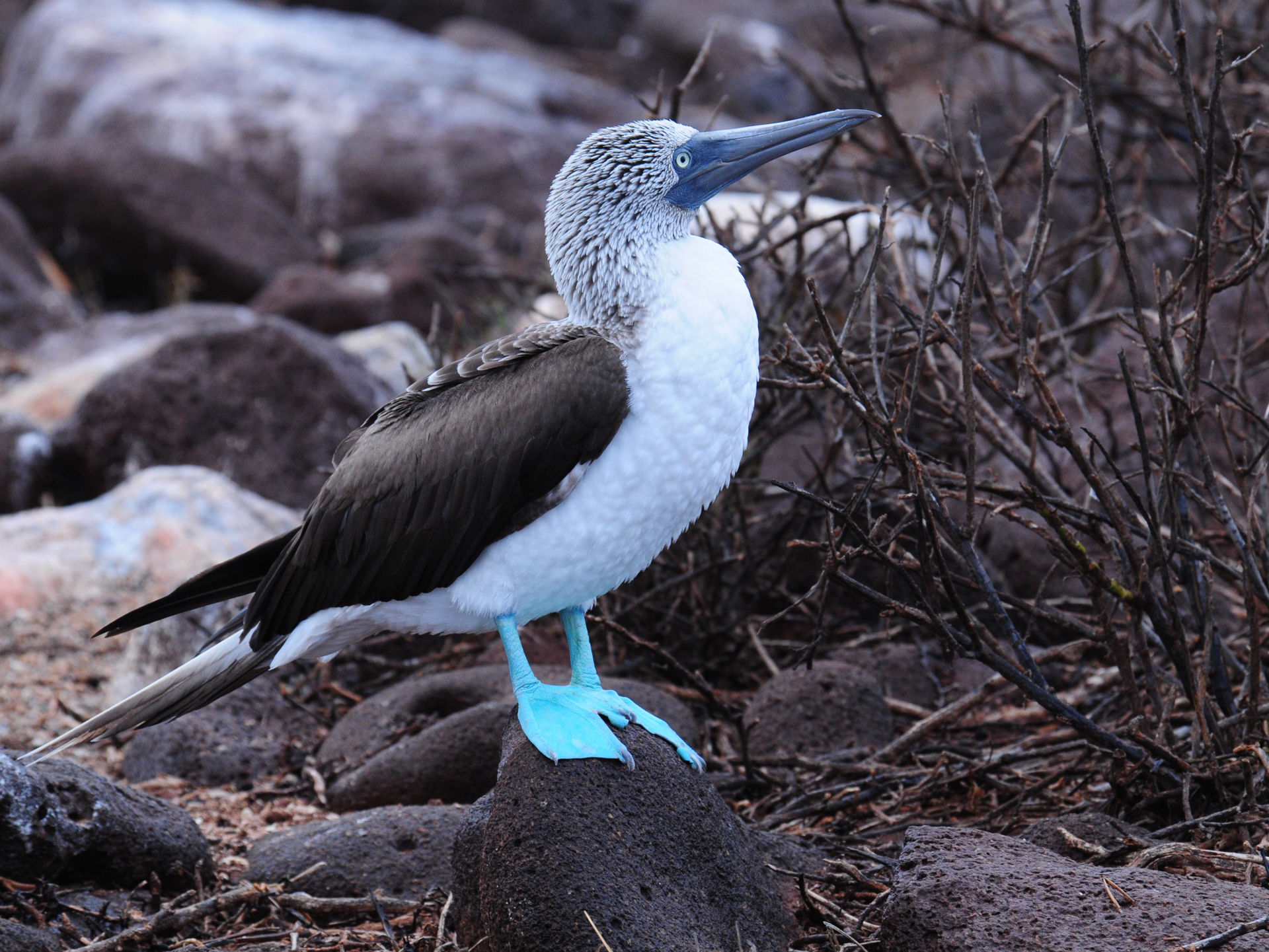 Blue-footed Booby