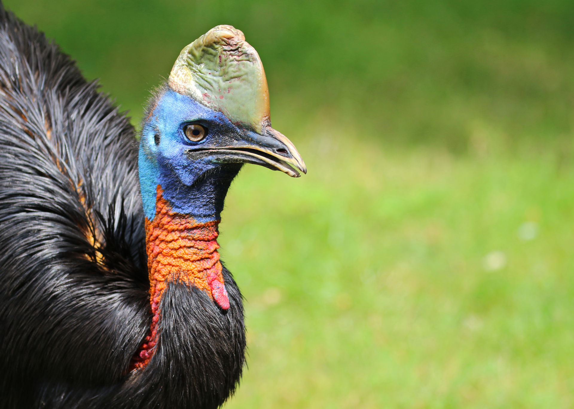 Casuarius unappendiculatus