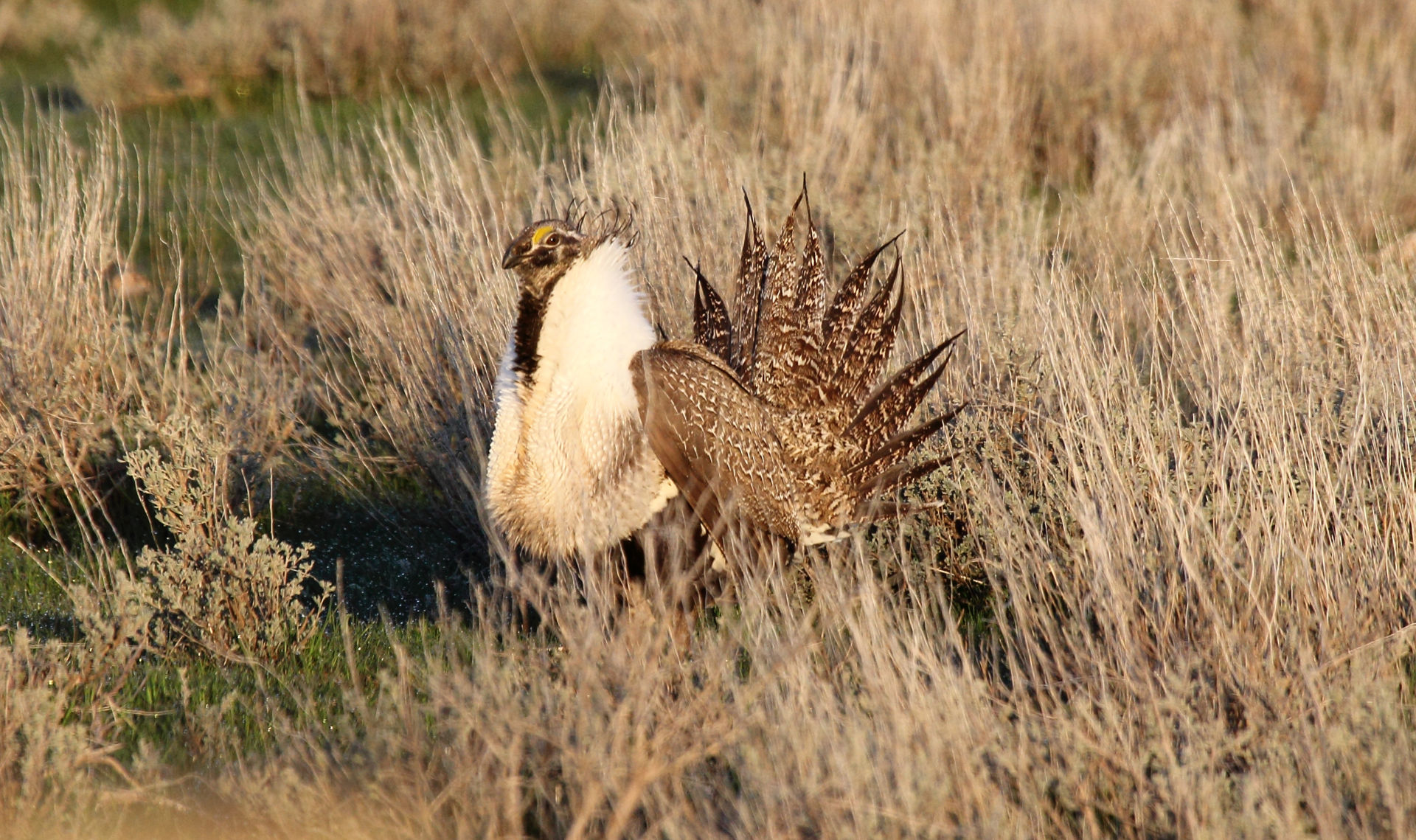 Greater Sage-Grouse 