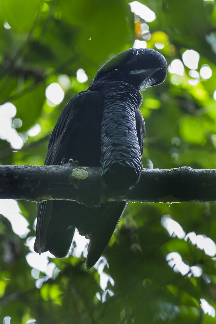 Long-wattled Umbrellabird