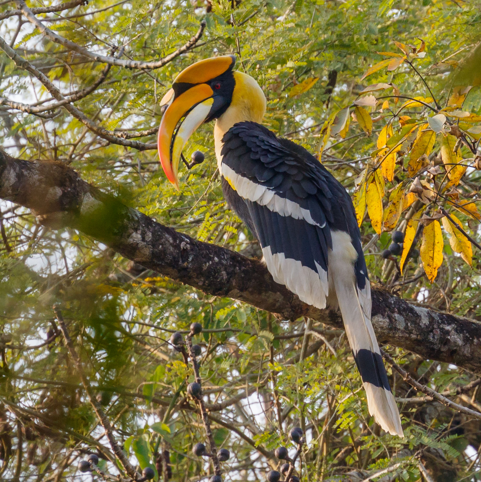 hornbill