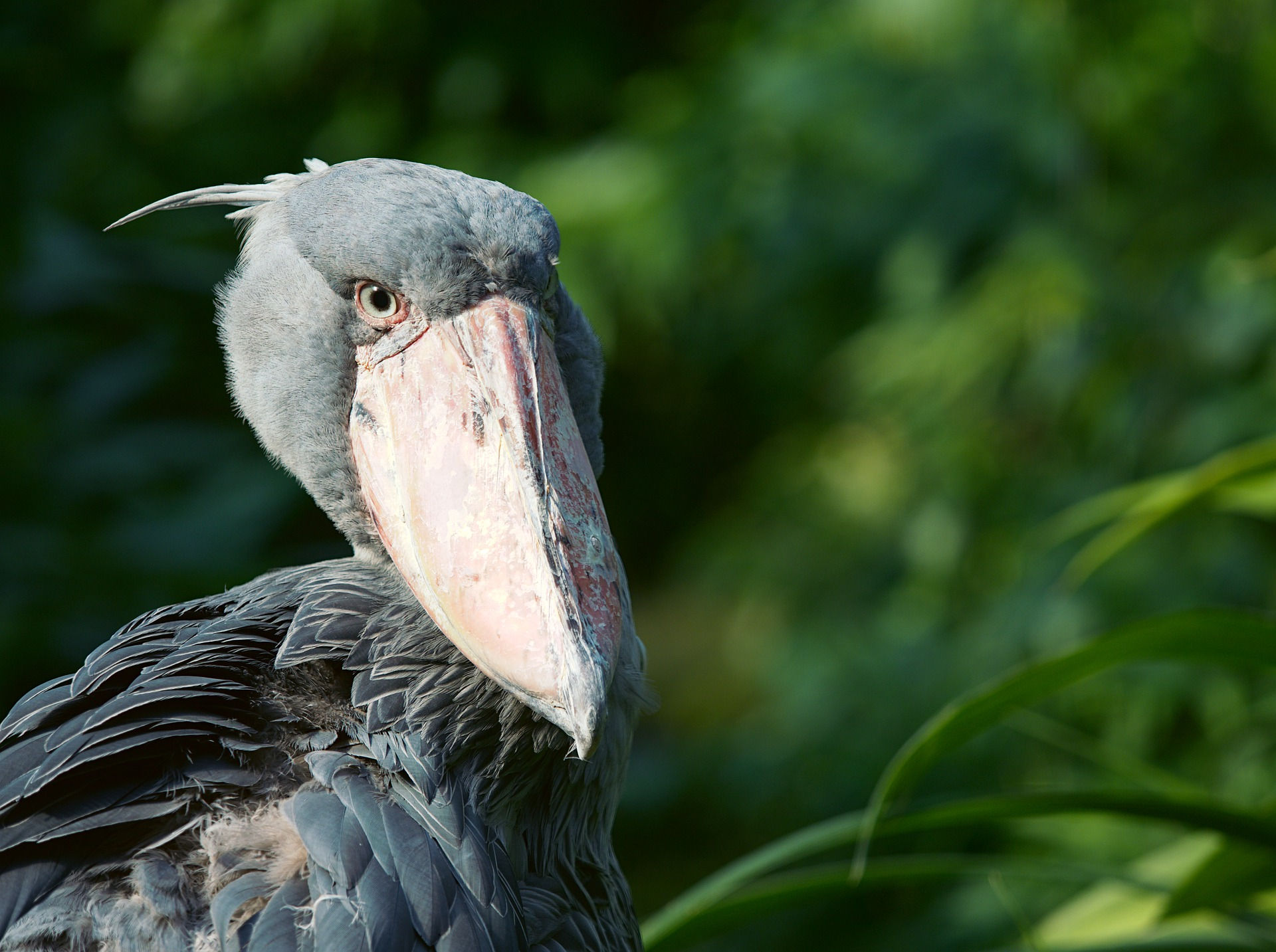 shoebill