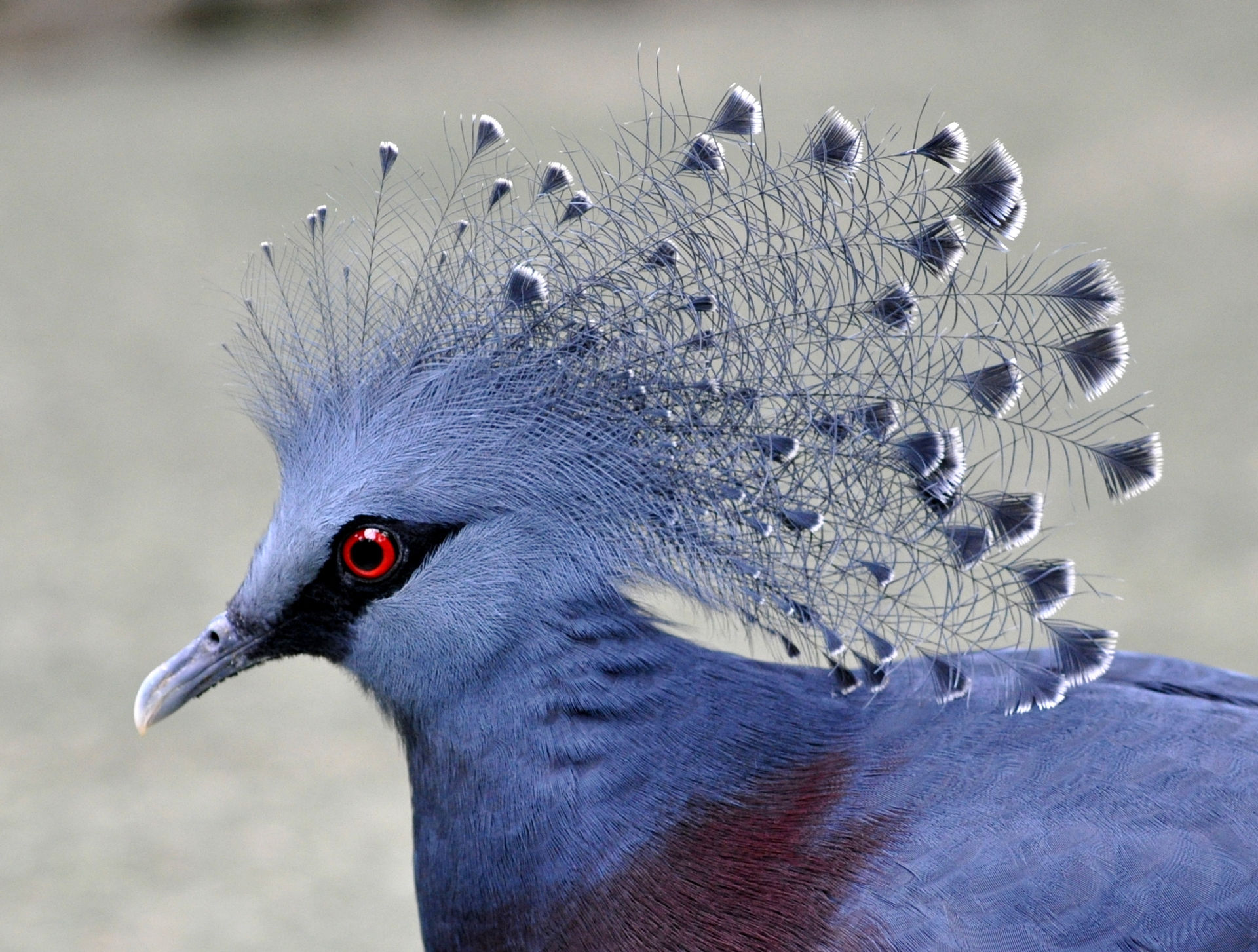 victoria crowned pigeon