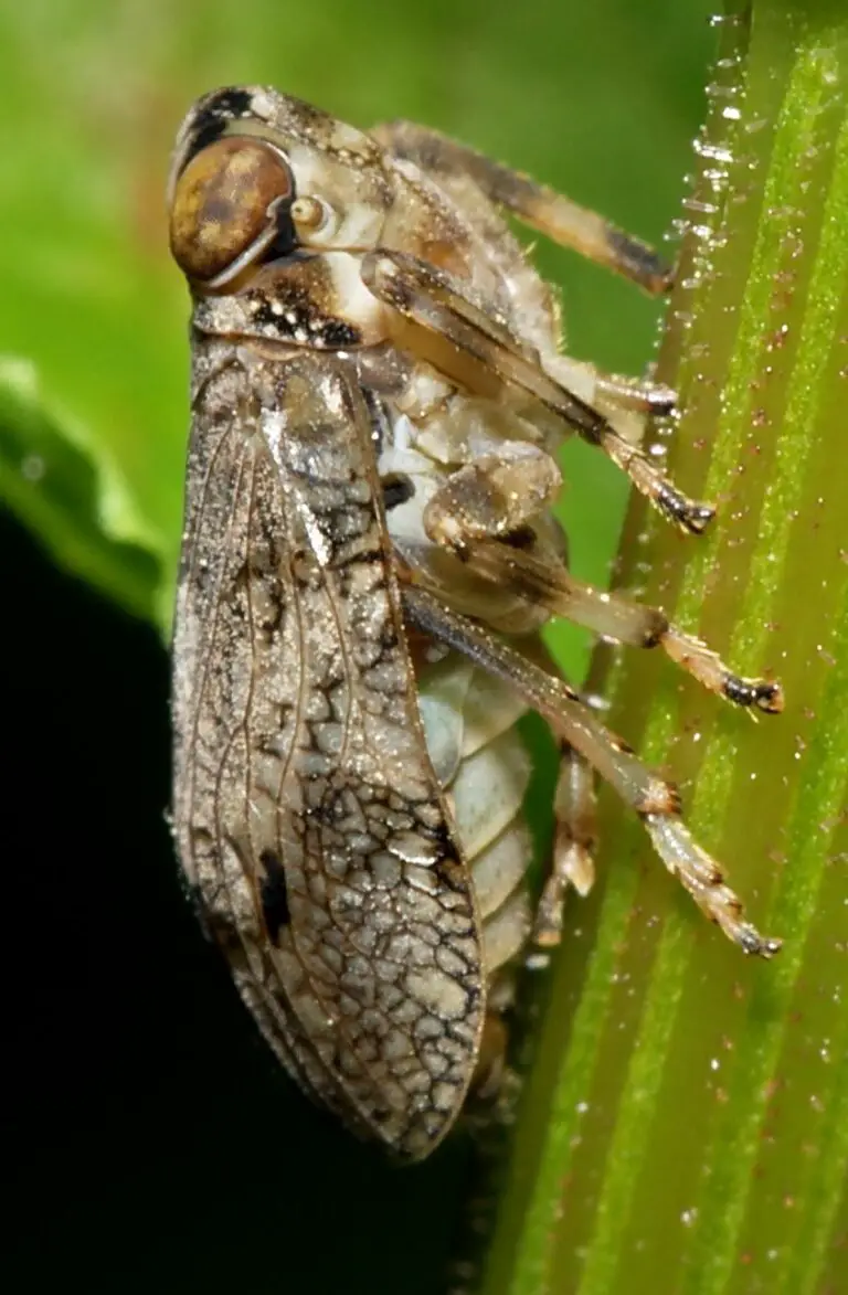 Issus coleoptratus: Insecta care posedă singurele angrenaje mecanice ...